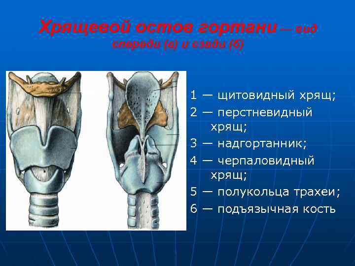Хрящевой остов гортани — вид спереди (а) и сзади (б) 1 — щитовидный хрящ;