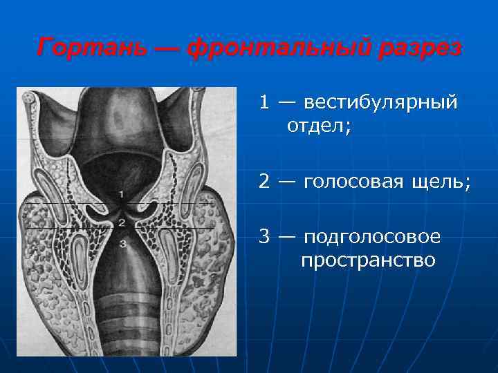 Гортань анатомия человека фото