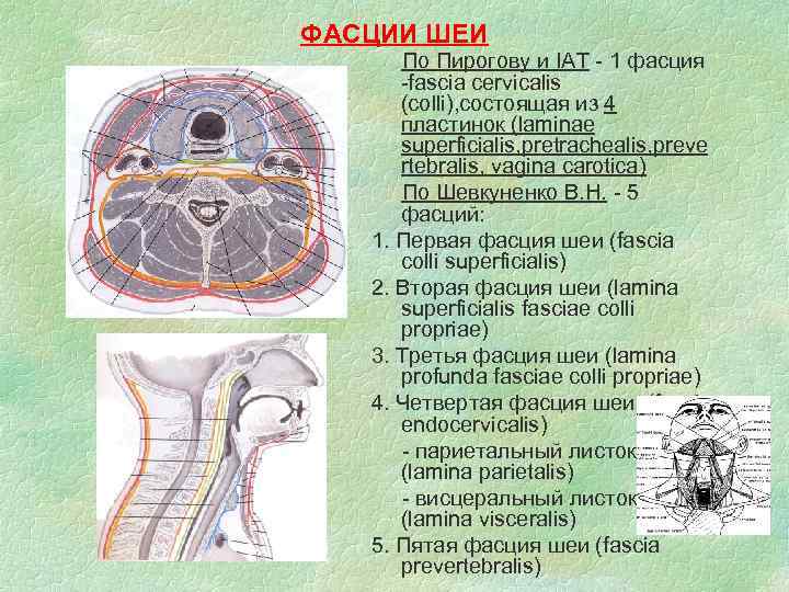 Фасции и клетчаточные пространства шеи схема