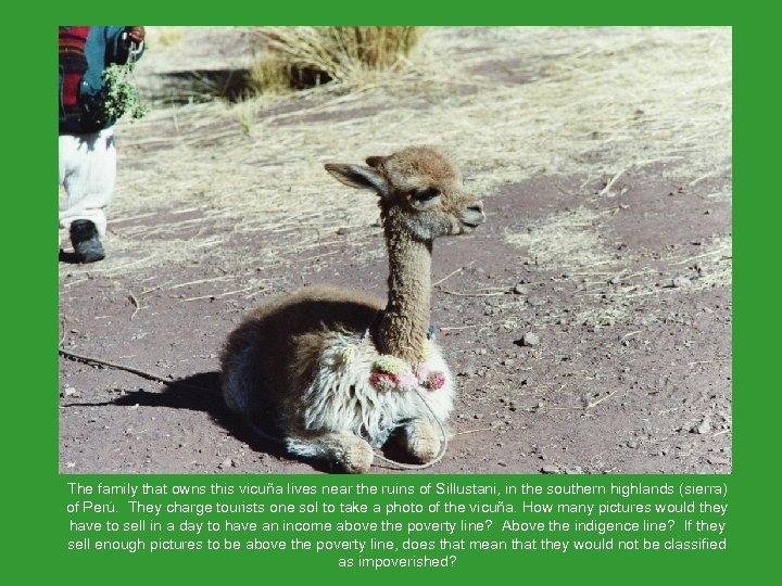 The family that owns this vicuña lives near the ruins of Sillustani, in the