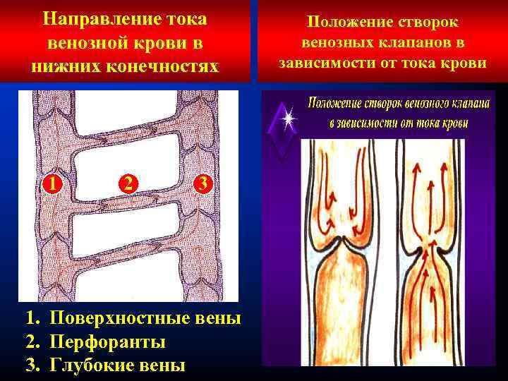 Направление тока венозной крови в нижних конечностях 1 2 3 1. Поверхностные вены 2.