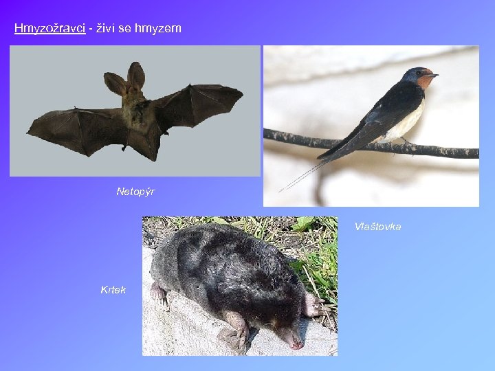 Hmyzožravci - živí se hmyzem Netopýr Vlaštovka Krtek 
