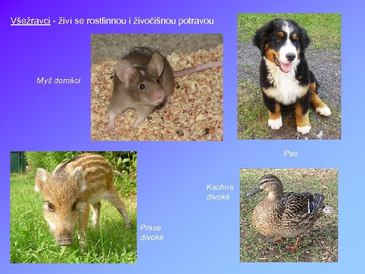 Všežravci - živí se rostlinnou i živočišnou potravou Myš domácí Pes Kachna divoká Prase