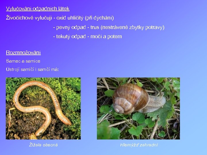 Vylučování odpadních látek Živočichové vylučují - oxid uhličitý (při dýchání) - pevný odpad -