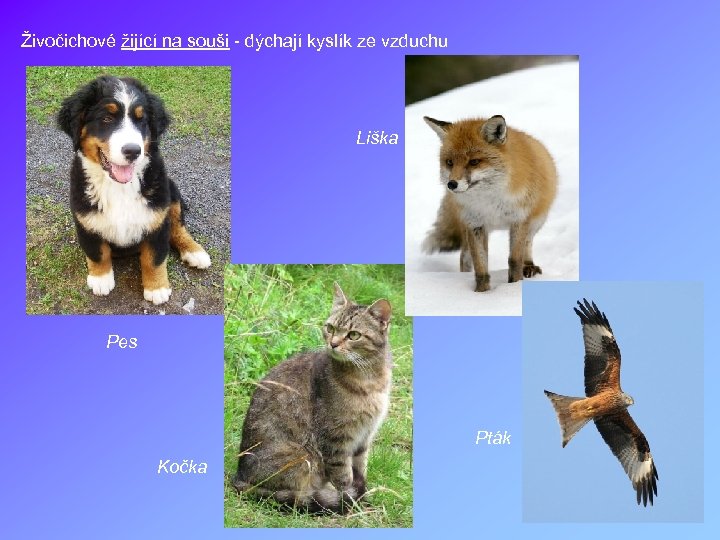 Živočichové žijící na souši - dýchají kyslík ze vzduchu Liška Pes Pták Kočka 