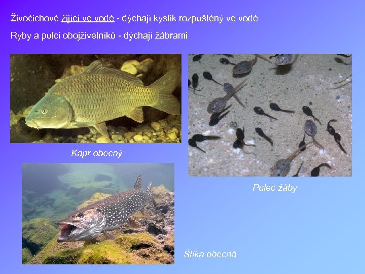 Živočichové žijící ve vodě - dýchají kyslík rozpuštěný ve vodě Ryby a pulci obojživelníků