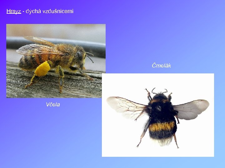 Hmyz - dýchá vzdušnicemi Čmelák Včela 