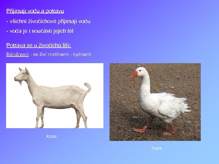 Přijímají vodu a potravu - všichni živočichové přijímají vodu - voda je i součástí