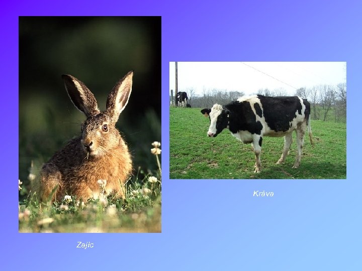 Kráva Zajíc 