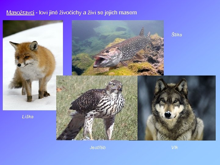 Masožravci - loví jiné živočichy a živí se jejich masem Štika Liška Jestřáb Vlk