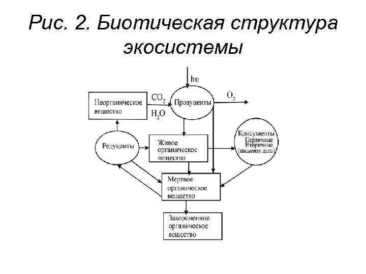 Структура экосистемы конспект 9 класс