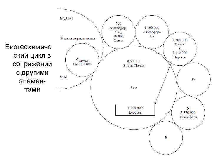 Биогеохимиче ский цикл в сопряжении с другими элементами 