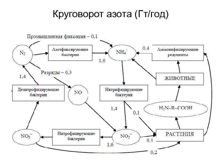 Круговорот азота (Гт/год) 