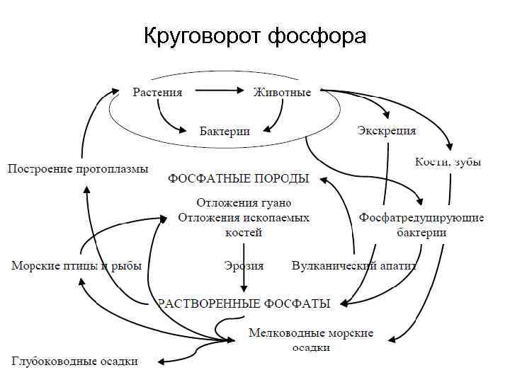 Круговорот фосфора 