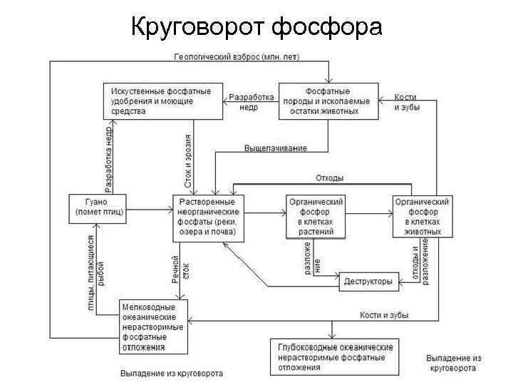 Схема биогеохимического круговорота фосфора