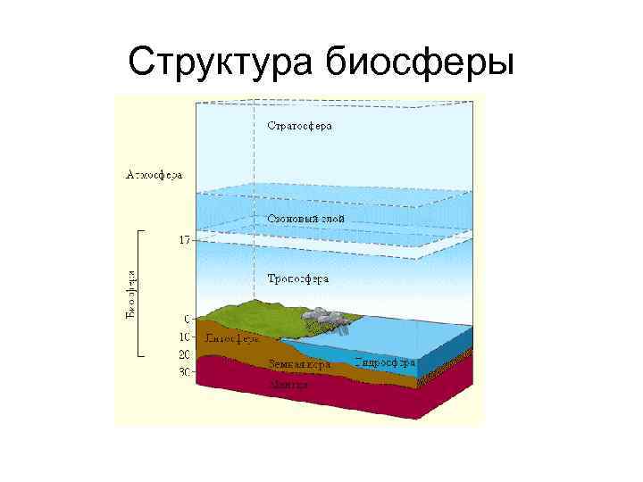 Структура биосферы 