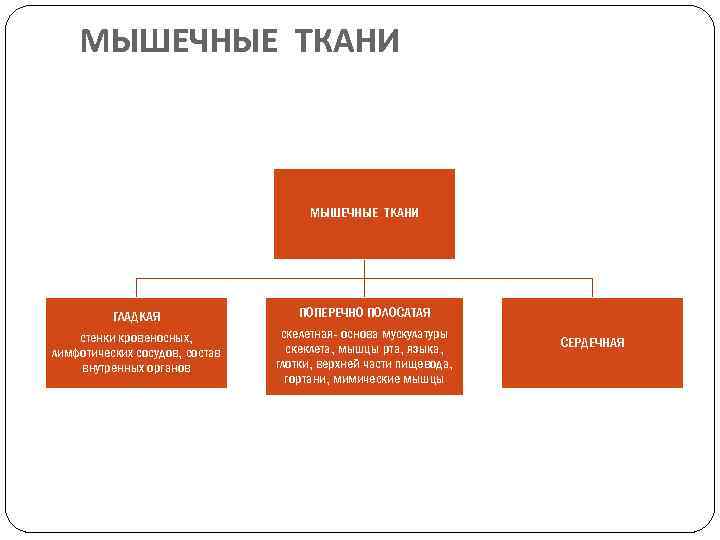 МЫШЕЧНЫЕ ТКАНИ ГЛАДКАЯ стенки кровеносных, лимфотических сосудов, состав внутренных органов ПОПЕРЕЧНО ПОЛОСАТАЯ скелетная- основа