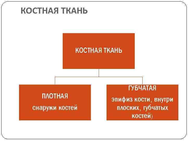 КОСТНАЯ ТКАНЬ ПЛОТНАЯ снаружи костей ГУБЧАТАЯ эпифиз кости, внутри плоских, губчатых костей) 