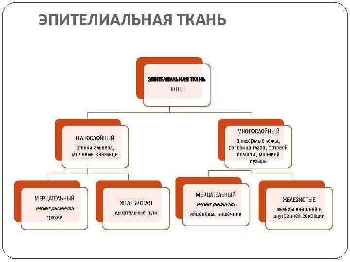 ЭПИТЕЛИАЛЬНАЯ ТКАНЬ ТИПЫ ОДНОСЛОЙНЫЙ стенки альвеол, мочевые канальцы МЕРЦАТЕЛЬНЫЙ имеет реснички трахея МНОГОСЛОЙНЫЙ эпидермыс