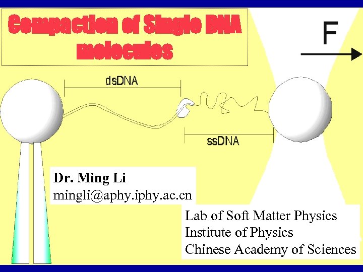 Compaction of Single DNA molecules Dr. Ming Li mingli@aphy. iphy. ac. cn Lab of