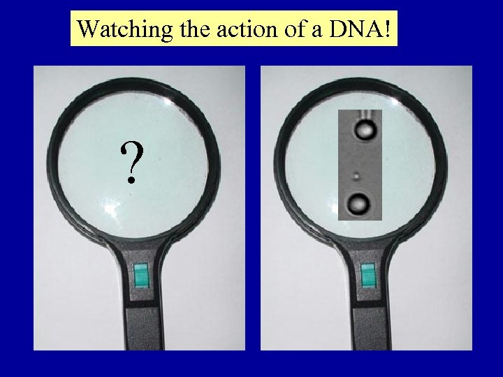 Watching the action of a DNA! ? 
