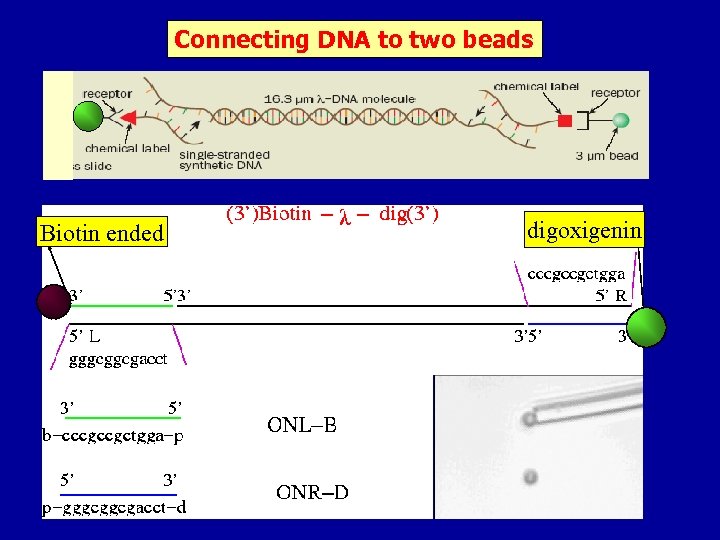 Connecting DNA to two beads Biotin ended digoxigenin 