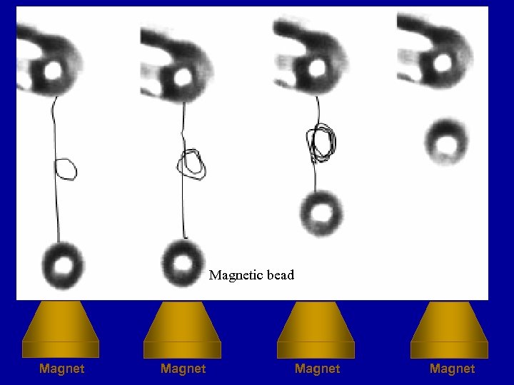 Magnetic bead Magnet 