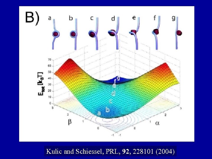 Kulic and Schiessel, PRL, 92, 228101 (2004) 