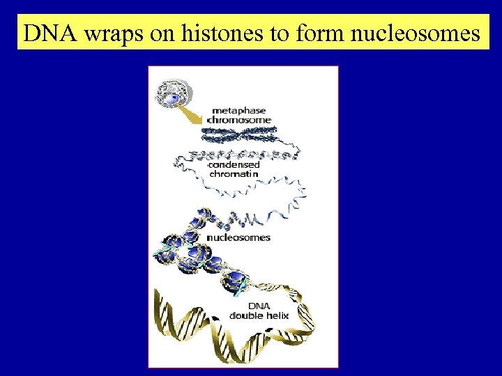 DNA wraps on histones to form nucleosomes 