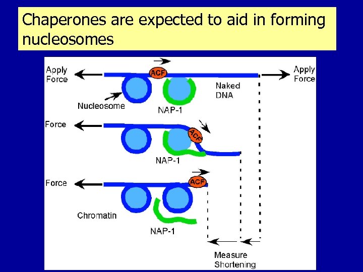 Chaperones are expected to aid in forming nucleosomes 