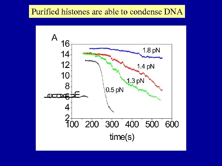 Purified histones are able to condense DNA 