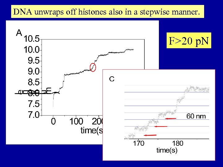 DNA unwraps off histones also in a stepwise manner. F>20 p. N 