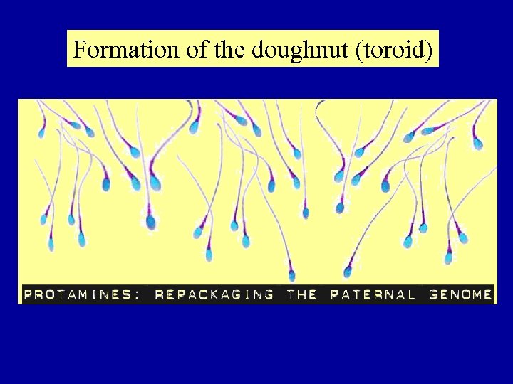 Formation of the doughnut (toroid) 