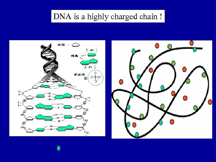 DNA is a highly charged chain ! 