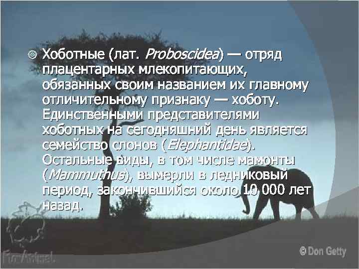  Хоботные (лат. Proboscidea) — отряд плацентарных млекопитающих, обязанных своим названием их главному отличительному