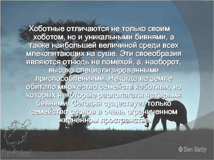 Хоботные отличаются не только своим хоботом, но и уникальными бивнями, а также наибольшей величиной