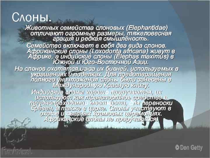 Слоны. Животных семейства слоновых (Elephantidae) отличают огромные размеры, тяжеловесная грация и редкая смышлёность. Семейство