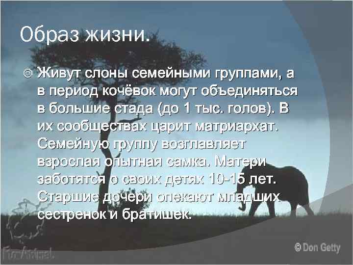 Образ жизни. Живут слоны семейными группами, а в период кочёвок могут объединяться в большие