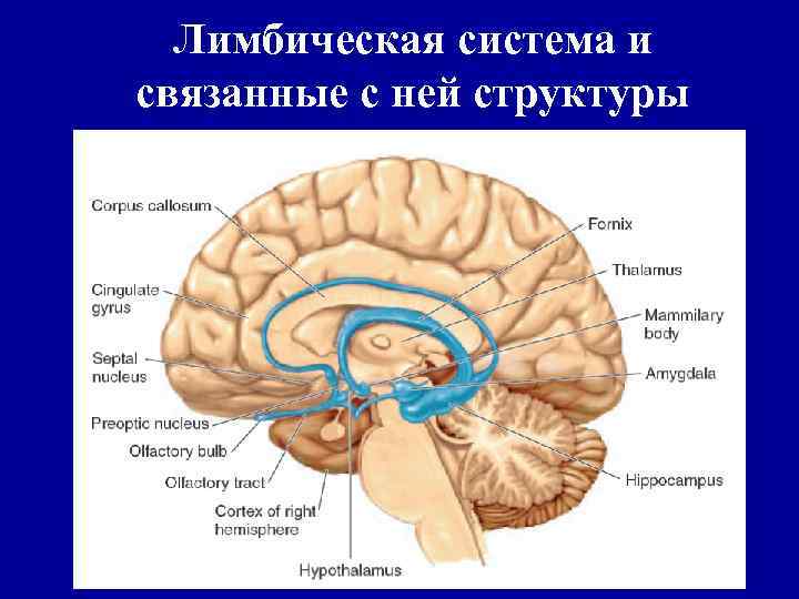 Лимбическая система и связанные с ней структуры 