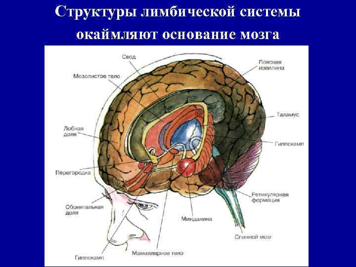 Структуры лимбической системы окаймляют основание мозга 