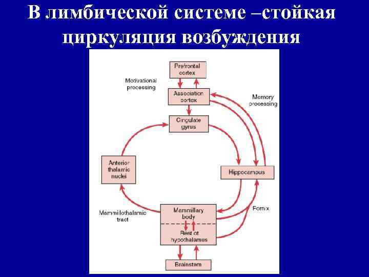 В лимбической системе –стойкая циркуляция возбуждения 