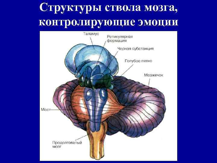 Структуры ствола мозга, контролирующие эмоции 