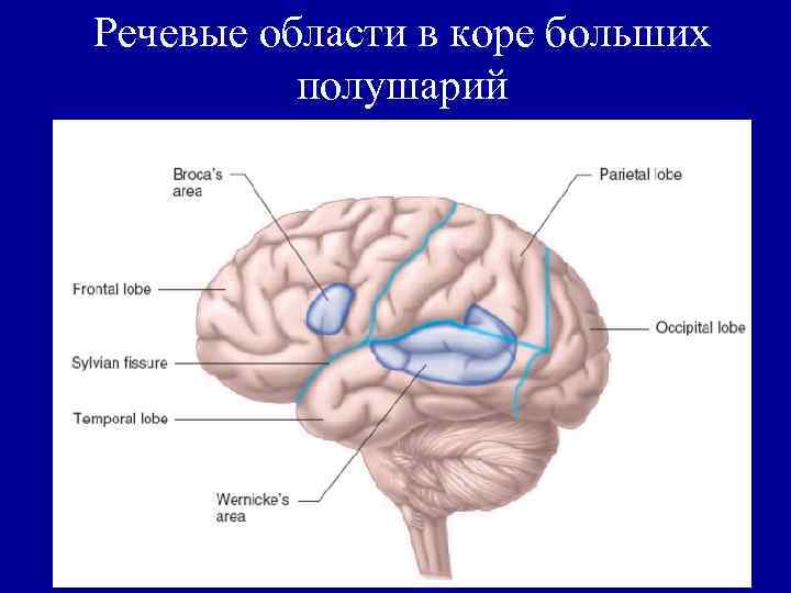 Речевые области в коре больших полушарий 