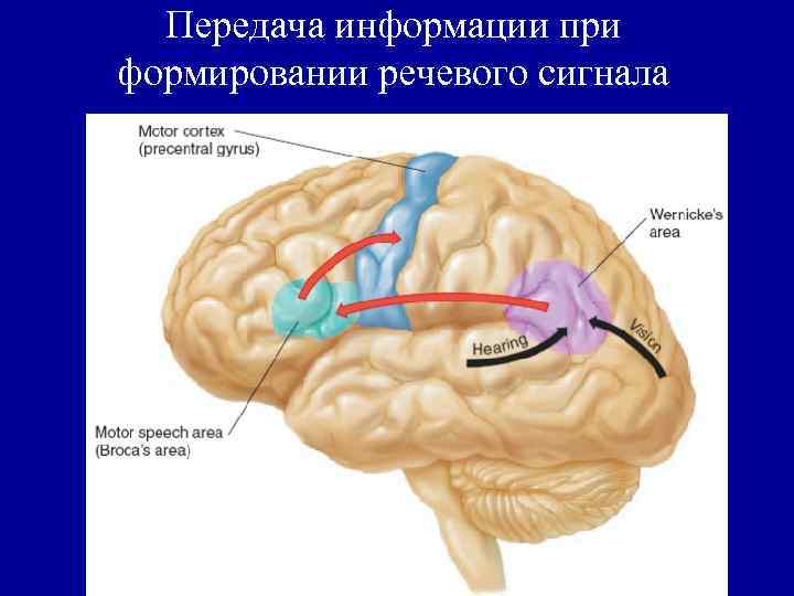 Передача информации при формировании речевого сигнала 