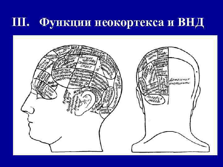 III. Функции неокортекса и ВНД 