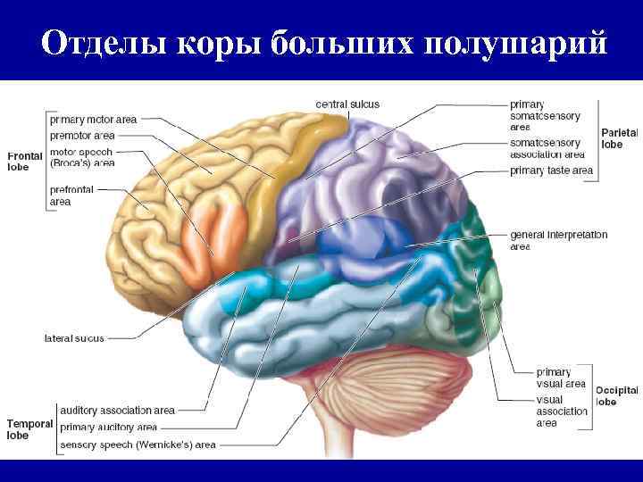 Отделы коры больших полушарий 