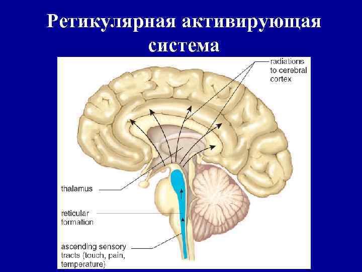 Ретикулярная активирующая система 