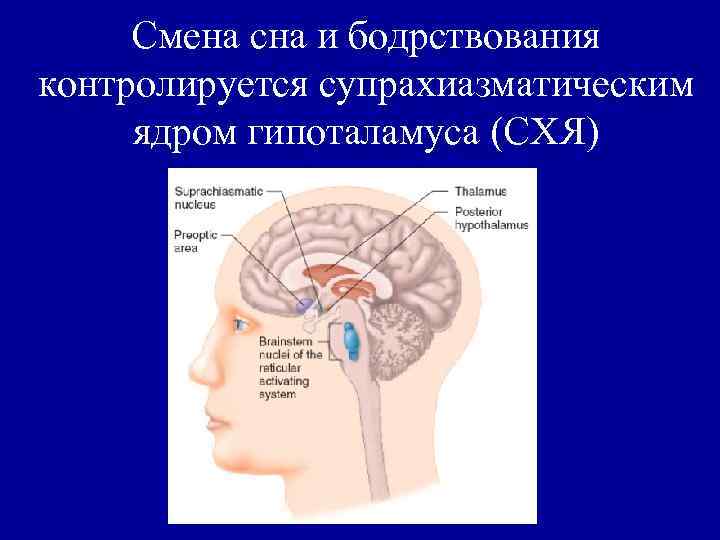 Центр сна и бодрствования находится