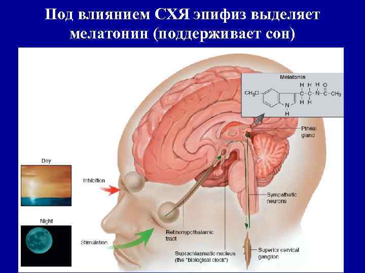 Под влиянием СХЯ эпифиз выделяет мелатонин (поддерживает сон) 