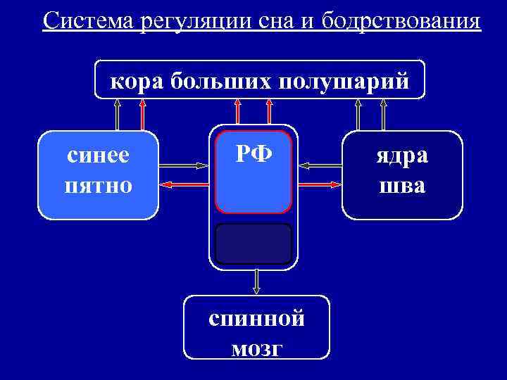 Система регуляции сна и бодрствования кора больших полушарий синее пятно РФ спинной мозг ядра